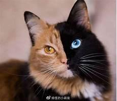 三花玳瑁加菲猫